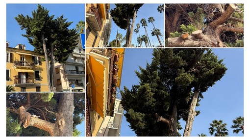 LA SEGNALAZIONE. Albero pericolante sulla Spianata di Oneglia: "Rischio caduta" LA SEGNALAZIONE. Albero pericolante sulla Spianata di Oneglia: "Rischio caduta"