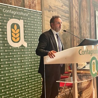 Rafforzare la filiera olivicola, Piana insiste su un’azione coordinata tra istituzioni e produttori