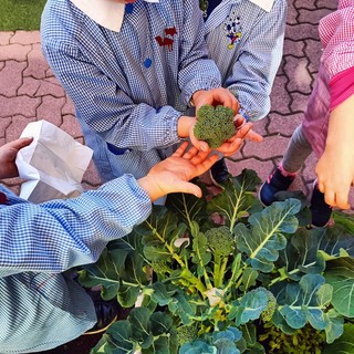 Gli alunni delle scuole di Pontedassio coltivatori a Km 0 (foto)