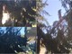 Tavole, sfiorata la tragedia: grosso albero della Parrocchia si abbatte su una casa