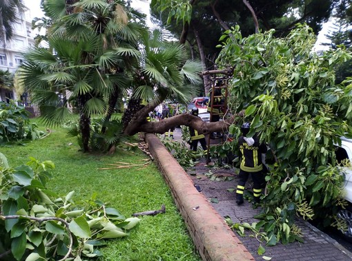 Taggia: grosso albero cade su un'auto a villa Boselli, tragedia sfiorata (foto)