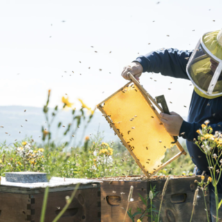 Giornata mondiale delle api, cambiamento climatico e concorrenza sleale i nemici dei produttori locali