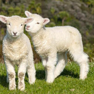 "A Pasqua la differenza la fai tu": OIPA lancia la campagna contro la mattanza di agnelli