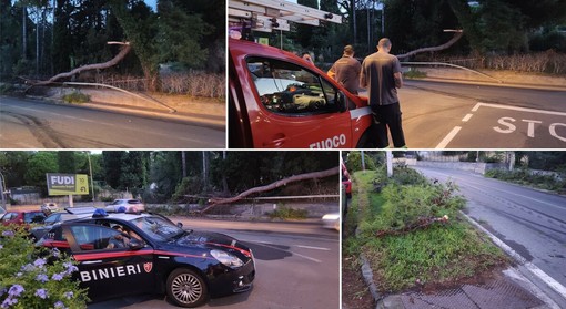 Imperia, albero si abbatte sulla carreggiata in via Littardi