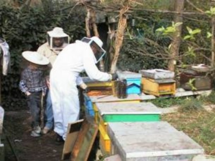 Ciclo di incontri su apicultura urbana e sociale: giovedì al via ‘Save the Bees, Save your Mind, Save your Life’