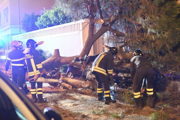 Cade albero su auto posteggiate: intervento dei Vigili del Fuoco e della Polizia Stradale