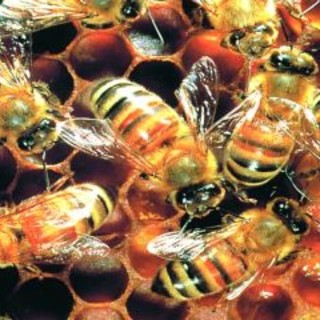 Apicoltura ligure: azzerata la produzione di miele nella ‘pazza primavera’, Coldiretti chiede alla Regione interventi d’urgenza