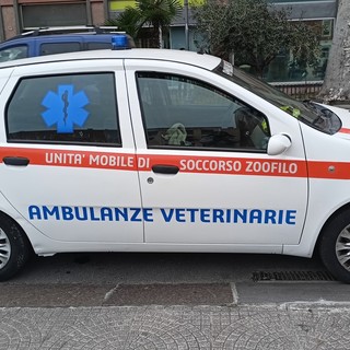 Soccorso animali in provincia di Imperia, scatta una raccolta fondi online per sostenere Ambulanze Veterinarie Odv