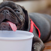 Cani e caldo, i consigli per tutelare gli amici a quattro zampe dalle temperature estive