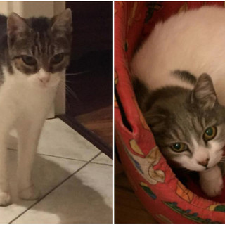 Sanremo: si cerca una nuova casa per due gatte, l'anziana padrona non si può più prendere cura di loro Sanremo: si cerca una nuova casa per due gatte, l'anziana padrona non si può più prendere cura di loro