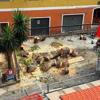 Tagliato un pino di via Pirinoli: la città perde un altro albero storico