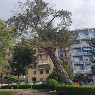 Imperia, cipresso a rischio crollo verrà abbattuto in piazza della Vittoria