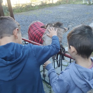 Una polmonite aveva messo ko “Margherita”, l’asinella di Cervo curata con amore da Bianca (foto)