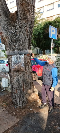 Il metodo ‘green’ di Asl1 per rimuovere le processionarie del pino nel cortile dell'ospedale di Imperia