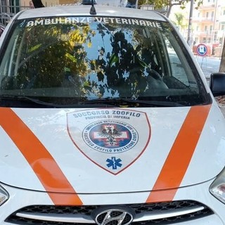 Soccorso veterinario in difficoltà: serve un nuovo mezzo nel Golfo Dianese