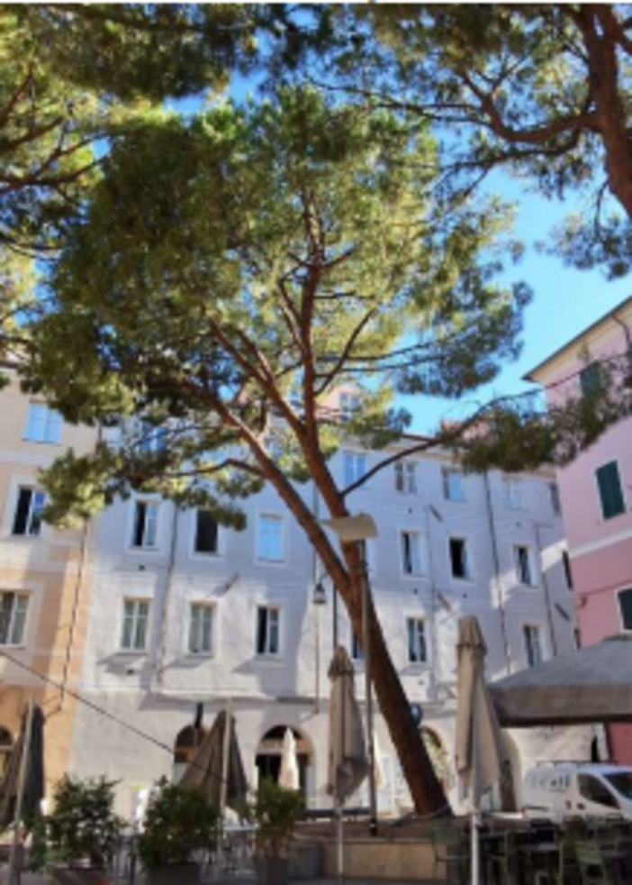 Abbattimenti di alberi a Imperia, ma verranno sostituiti Abbattimenti di alberi a Imperia, ma verranno sostituiti