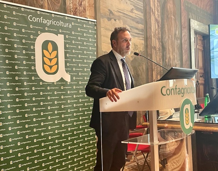 Rafforzare la filiera olivicola, Piana insiste su un’azione coordinata tra istituzioni e produttori