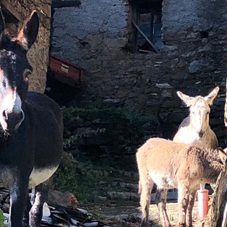 Alluvione, disastro in valle Arroscia, una ventina tra asini e mucche isolati a Montegrosso: "Difficile anche portargli da mangiare" (foto)