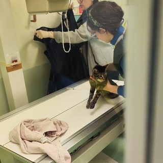 Emergenza veterinaria nell'Imperiese, attivo anche di notte nel week end il pronto soccorso