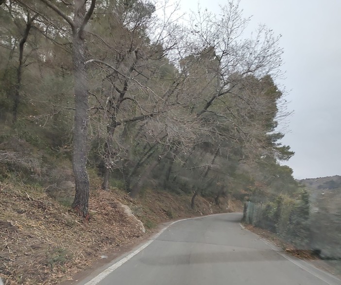 San Bartolomeo al Mare, alberi caduti sulla strada a Chiappa: riaperta la carreggiata