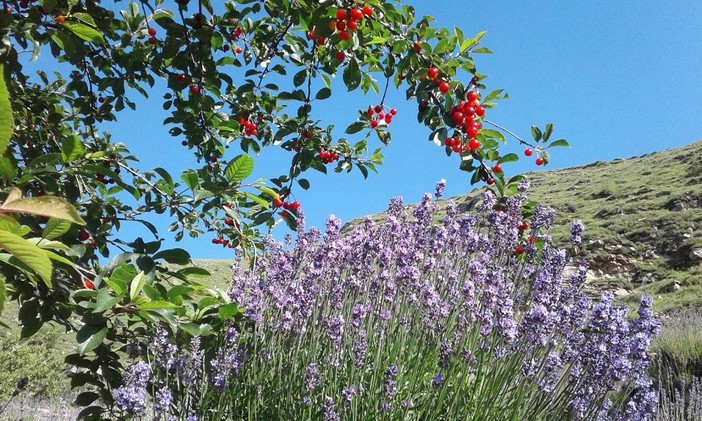 Pigna: avviato il mandato per il percorso di richiesta del marchio IGP per la lavanda angustifolia Imperia® Pigna: avviato il mandato per il percorso di richiesta del marchio IGP per la lavanda angustifolia Imperia®