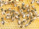 Sanremo: al Floriseum corso base per apicoltori dal 16 febbraio al 15 aprile