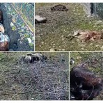 Lupi, strage di capre nell’entroterra dianese: cinque uccise, due sbranate Lupi, strage di capre nell’entroterra dianese: cinque uccise, due sbranate