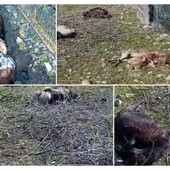 Lupi, strage di capre nell’entroterra dianese: cinque uccise, due sbranate