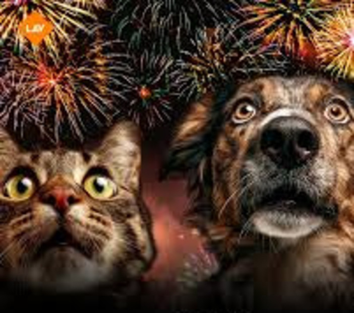 Botti di Capodanno, la LAV: “Anche per una sola ora animali e persone restano a rischio”