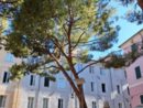 Abbattimenti di alberi a Imperia, ma verranno sostituiti