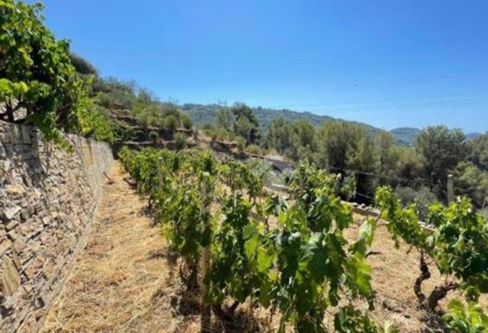 Agricoltori imperiesi soddisfatti per il nuovo contratto che prevede la valorizzazione delle peculiarità locali Agricoltori imperiesi soddisfatti per il nuovo contratto che prevede la valorizzazione delle peculiarità locali