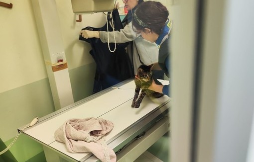 Emergenza veterinaria nell'Imperiese, attivo anche di notte nel week end il pronto soccorso