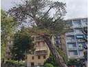 Imperia, cipresso a rischio crollo verrà abbattuto in piazza della Vittoria Imperia, cipresso a rischio crollo verrà abbattuto in piazza della Vittoria