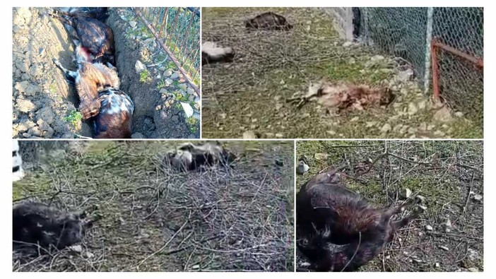 Lupi, strage di capre nell’entroterra dianese: cinque uccise, due sbranate