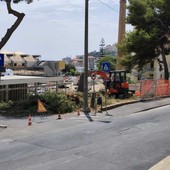 IL PUNTO. Il verde "proclamato" e gli alberi abbattuti  a Imperia