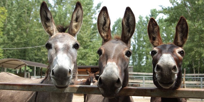 Imperia, trovati tre asini e due capre in frazione Ricci: i Carabinieri li affidano a un cittadino Imperia, trovati tre asini e due capre in frazione Ricci: i Carabinieri li affidano a un cittadino
