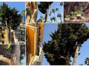 LA SEGNALAZIONE. Albero pericolante sulla Spianata di Oneglia: "Rischio caduta"