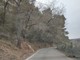 San Bartolomeo al Mare, alberi caduti sulla strada a Chiappa: riaperta la carreggiata