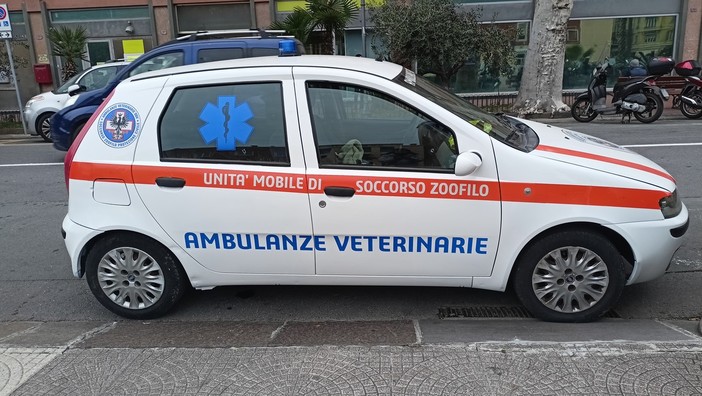 Soccorso animali in provincia di Imperia, scatta una raccolta fondi online per sostenere Ambulanze Veterinarie Odv