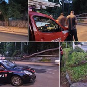 Imperia, albero si abbatte sulla carreggiata in via Littardi