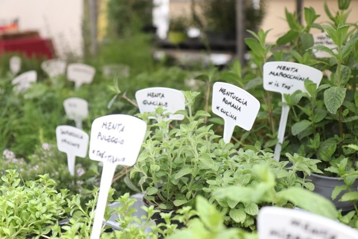 Diano Marina: parata di grandi chef per la decima edizione di Aromatica, si avvicina l’evento dedicato alle eccellenze dell’agroalimentare