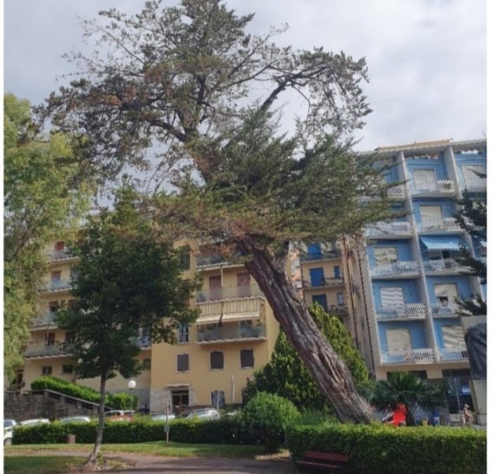 Imperia, cipresso a rischio crollo verrà abbattuto in piazza della Vittoria