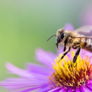 Api, apicoltura e biodiversità: ospiti speciali quest'anno a Petsfestival