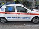 Soccorso animali in provincia di Imperia, scatta una raccolta fondi online per sostenere Ambulanze Veterinarie Odv