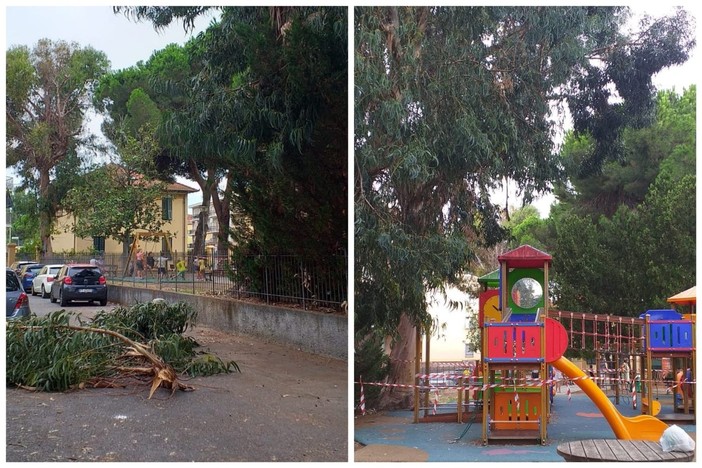 Diano Marina, dramma sfiorato: grosso ramo di Eucaliptus cade al parco giochi di via Campodonico