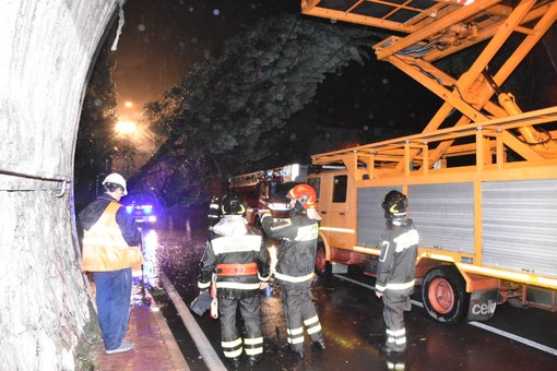 Arma di Taggia: grosso albero si abbatte sui cavi del filobus nei pressi della galleria (Foto e video)