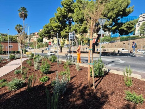 Bosco urbano sul lungomare Vespucci: affidati i lavori Bosco urbano sul lungomare Vespucci: affidati i lavori
