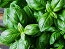 Basilico genovese Dop,  la Liguria preserva le sue radici con il progetto 'Old Basil'