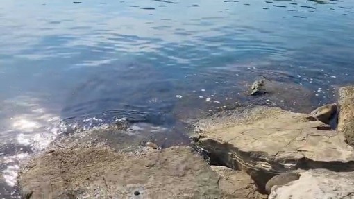 AL DIRETTORE. Bandiere Blu, ma il mare è davvero blu? Ogni mattina alla Galeazza strane formazioni schiumose attraversano un mare cristallino