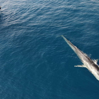 Avvistata una megattera nel Santuario Pelagos alla vigilia dell’inizio di stagione di ricerca Citizen-Science su balene e delfini